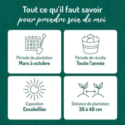 Romarin Officinal Bio. Le pot de 2,5 litres