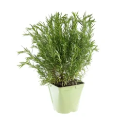 Romarin Officinal Bio. Le pot de 2,5 litres