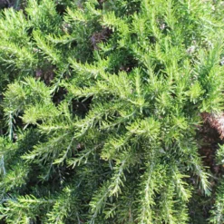Romarin Rampant Bio. Le pot de 1 litre