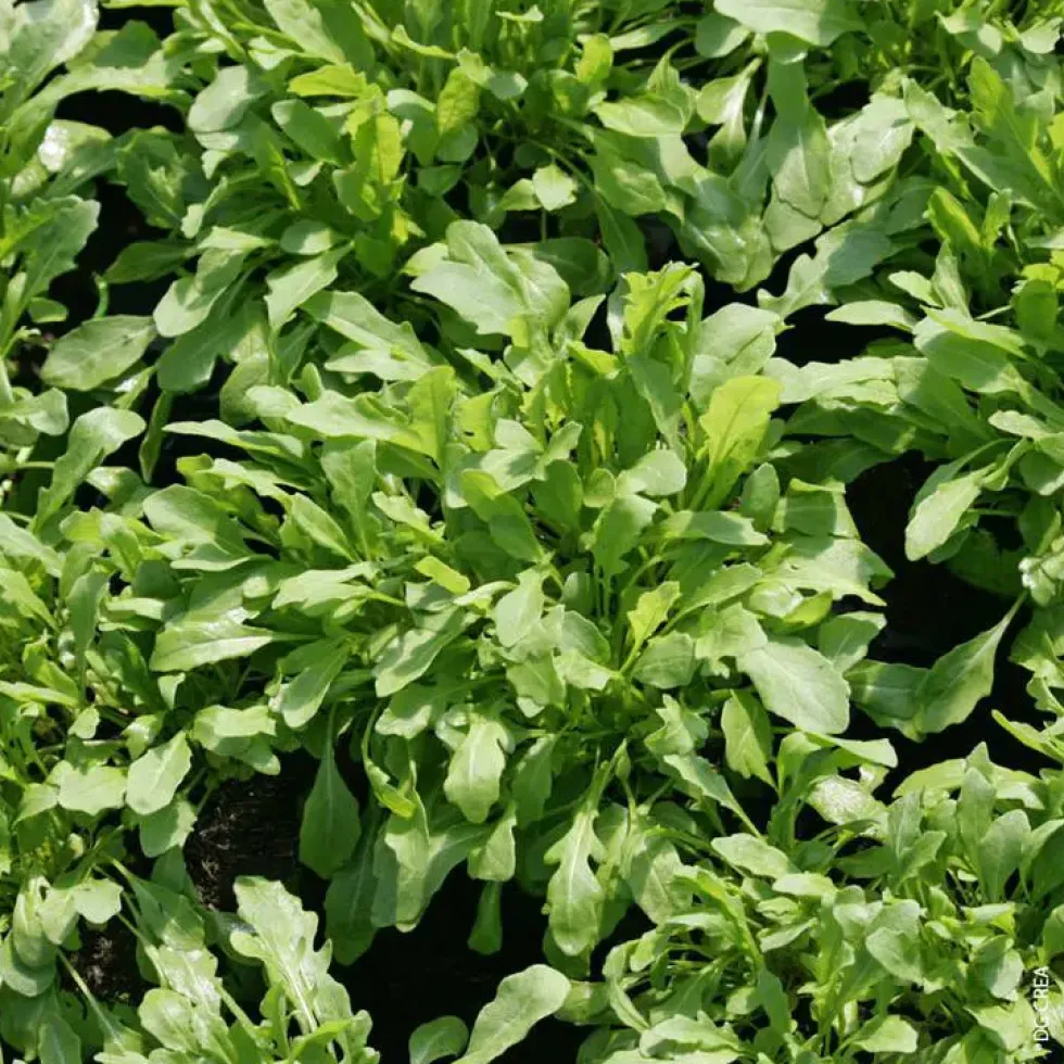 Roquette Bio. Le pot de 1 litre