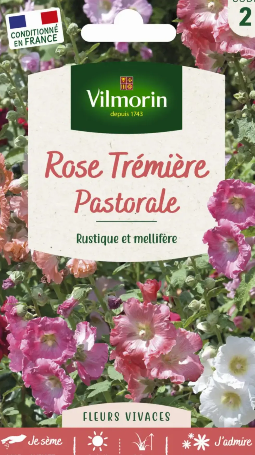 Rose Tremière Pastorale Vilmorin - graines à semer