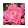 Rosier emera rose avec pot bleu de 5 L