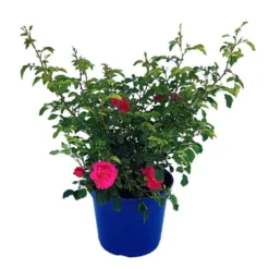Rosier emera rose avec pot bleu de 5 L