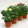 Rosier. Le pot de Ø 12 cm