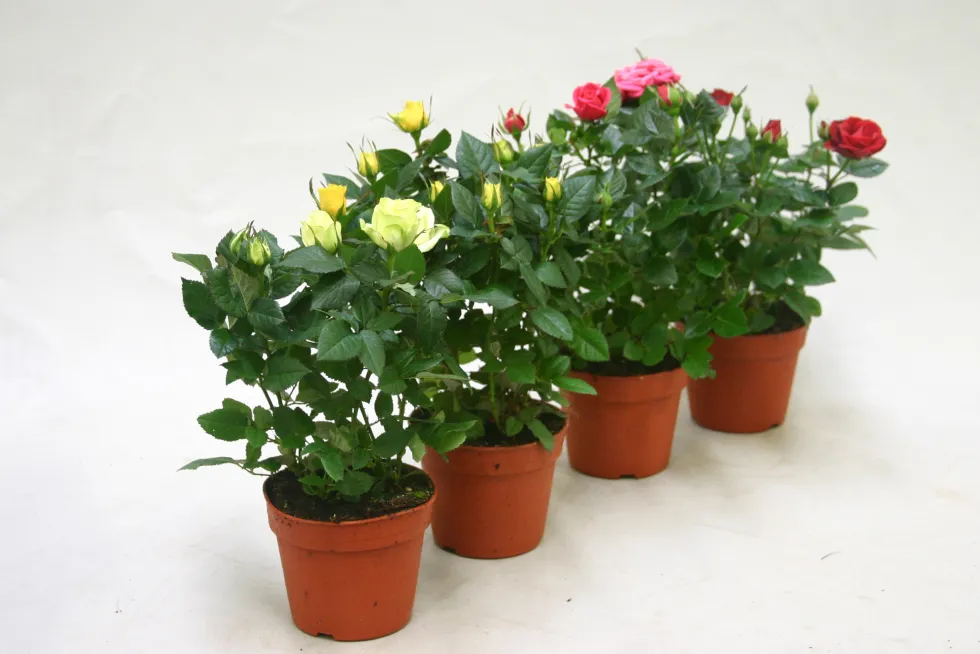 Rosier. Le pot de Ø 12 cm