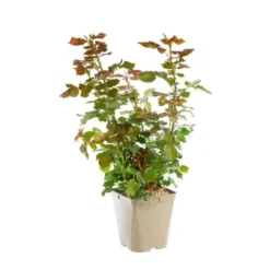 Rosier Léo Ferré® Label Rouge en pot de 5L