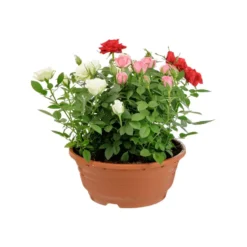 Rosier multicolore Carnaval. La coupe de Ø 21 cm