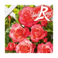 Rosier Parc de La Vanoise® Label Rouge en pot de 5L