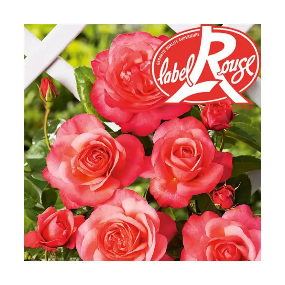 Rosier Parc de La Vanoise® Label Rouge en pot de 5L