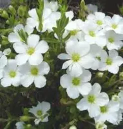 Sabline - La barquette de 6 plants