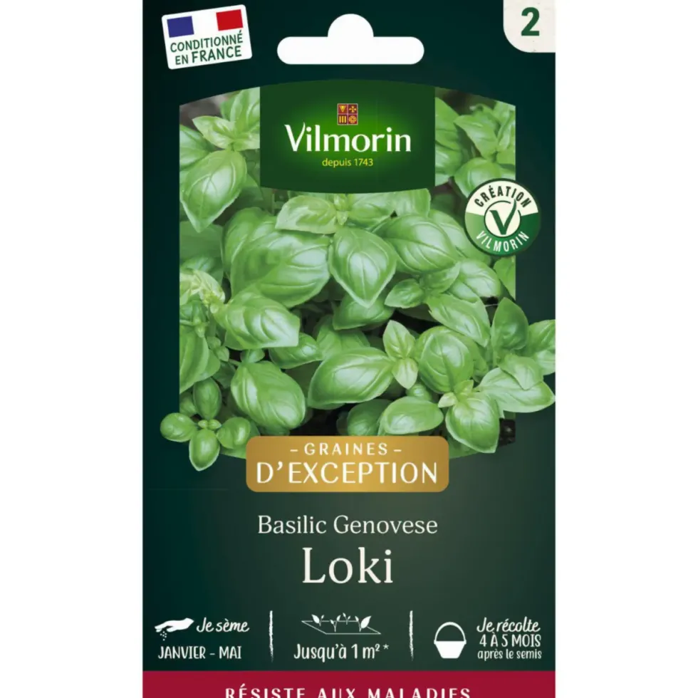 Sachet de semences potagères graines de basilic genovese loki