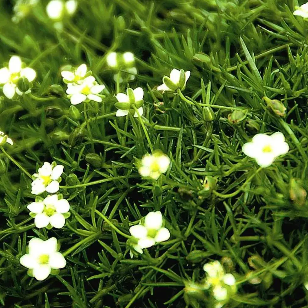 Sagina Subulata Scottish Moss - Le pot de 4 litres