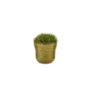 Sagine avec cache-pot Ø 6 cm
