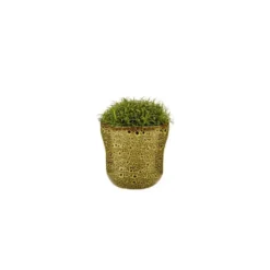 Sagine avec cache-pot Ø 6 cm