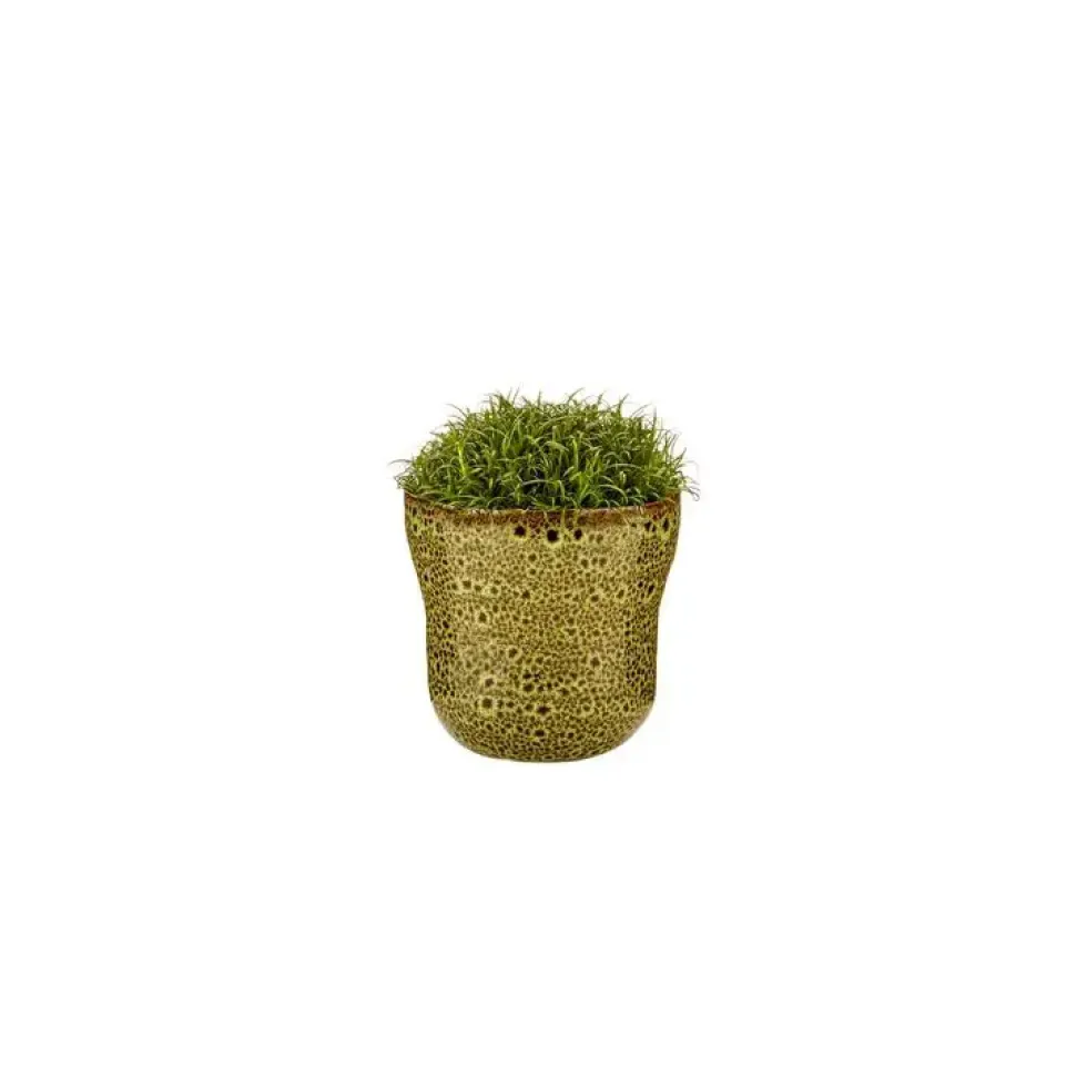Sagine avec cache-pot Ø 6 cm