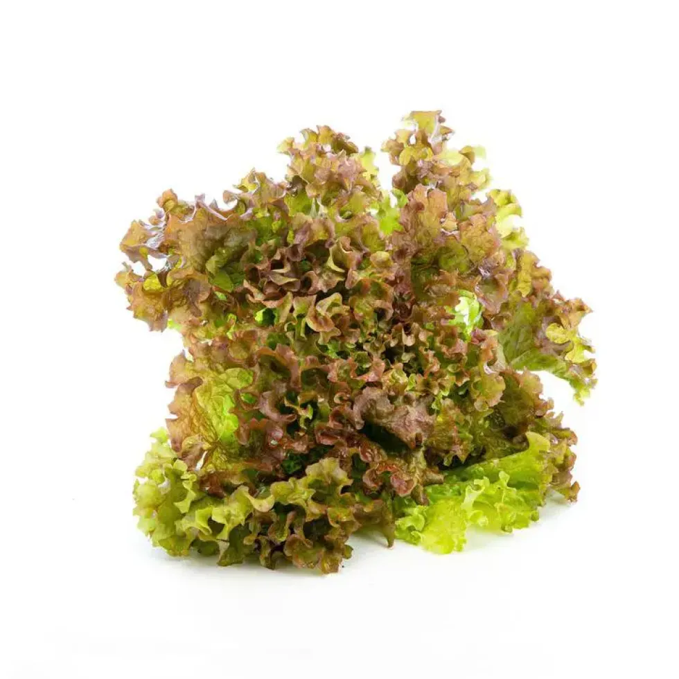 Salade batavia rouge bio de France - prix à la pièce
