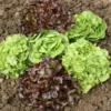 Salade Duo. La barquette de 12 plants
