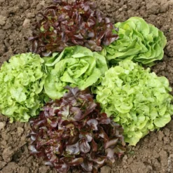 Salade Duo. La barquette de 12 plants