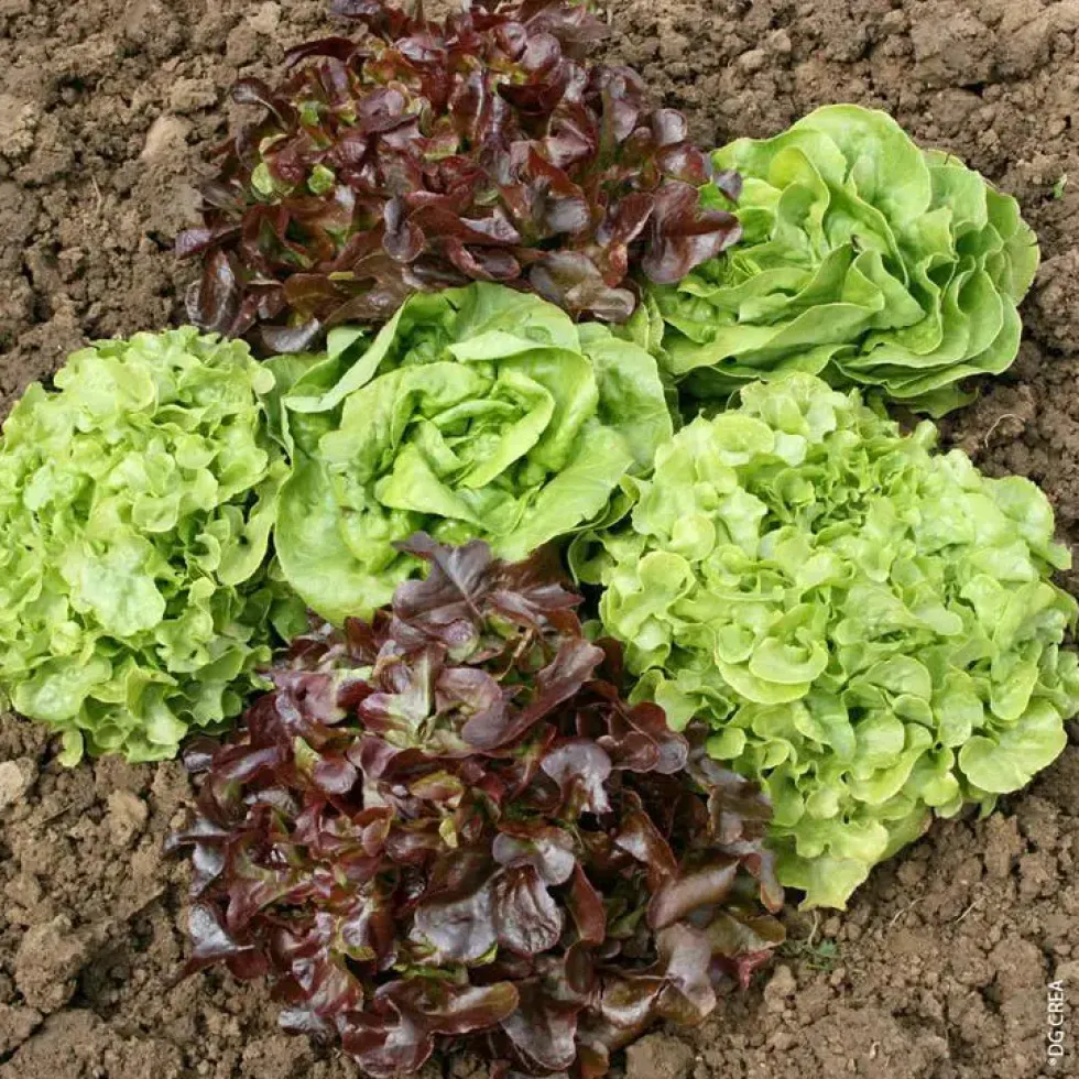 Salade Duo. La barquette de 12 plants