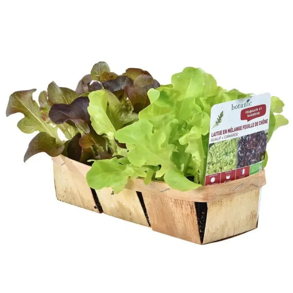 Salade Duo. La barquette de 12 plants