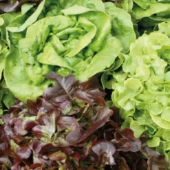 Salade Duo. La barquette de 12 plants