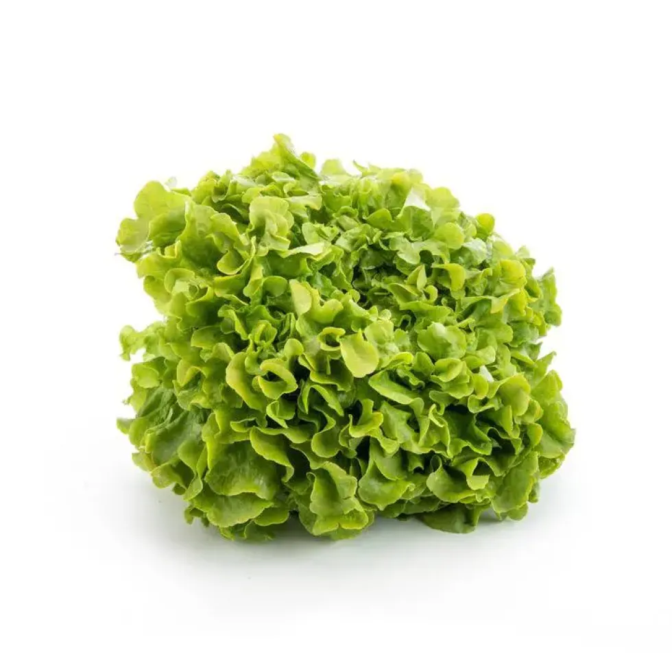 Salade feuille de chêne bio de France – Prix à la pièce
