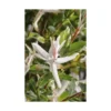 Salix Caprea Pendula ½ tiges - Pot de 7L