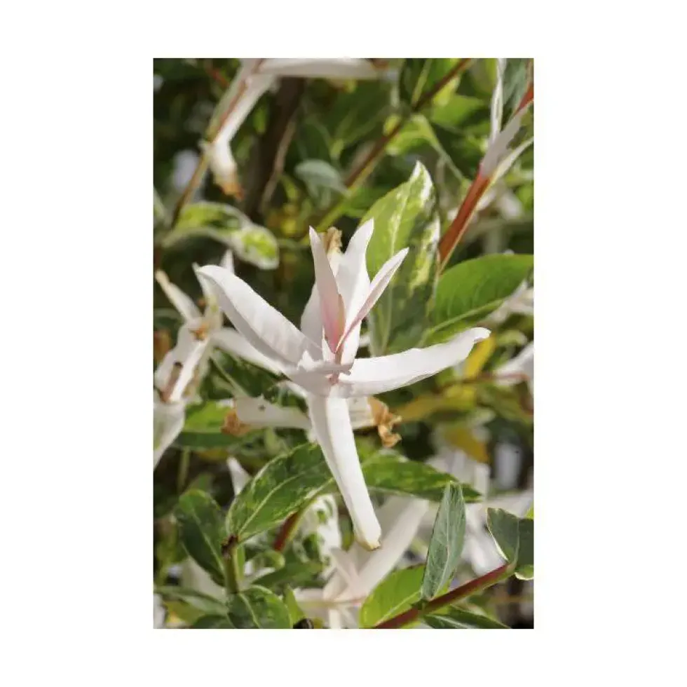 Salix Caprea Pendula ½ tiges - Pot de 7L