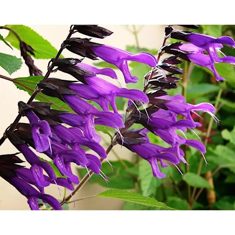 Salvia Amistad ou Sauge en pot de 4 L