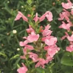 Salvia Microphylla - Le pot de 1 litre