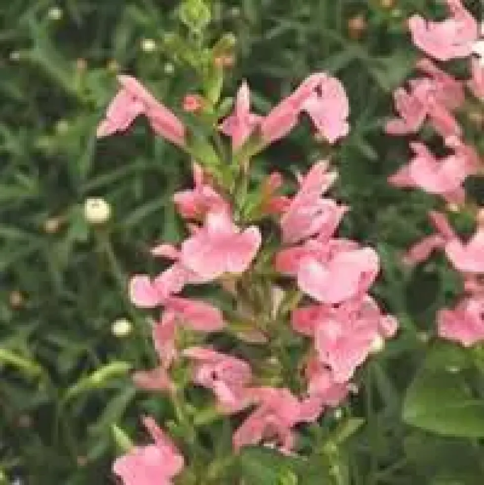 Salvia Microphylla - Le pot de 1 litre