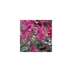 Salvia Wendys Wish - Le pot de 4 litres