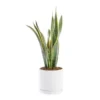 Sansevieria Laurentii vert en pot blanc émaillé botanic®. Le pot Ø 24 cm