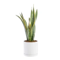 Sansevieria Laurentii vert en pot blanc émaillé botanic®. Le pot Ø 24 cm