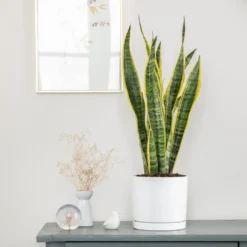 Sansevieria Laurentii vert en pot blanc émaillé botanic®. Le pot Ø 18 cm