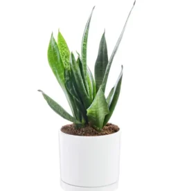 Sansevieria Zeylanica vert en pot blanc émaillé botanic®. Le pot Ø 18 cm