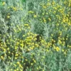 Santolina Chamaecyparissus ou Santoline 25/30 cm en pot de 3 L