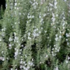 Sariette Des Montagnes Bio. Le pot de 1 litre