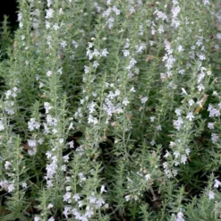 Sariette Des Montagnes Bio. Le pot de 1 litre