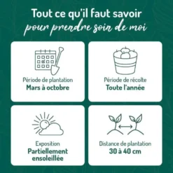 Sarriette Bio. Le pot de 1 litre
