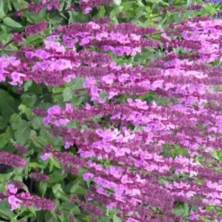 Sauge des bois ou Salvia Nemerosa Sensation compact Bright Rose. Le pot de 2 litres