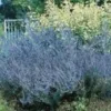 Sauge de Sibérie Blue Spire. Le pot de 5 litres