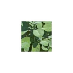 Sauge Officinale Bio. Le pot de 2,5 litres