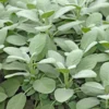 Sauge Officinale Bio. Le pot de 1 litre