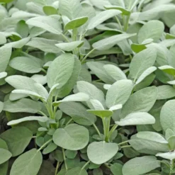 Sauge Officinale Bio. Le pot de 1 litre