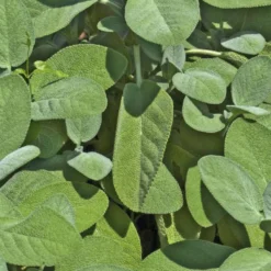 Sauge Officinale Bio. Le pot de 1 litre