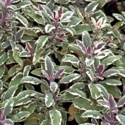 Sauge Officinale Pourpre Bio. Le pot de 2,5 litres