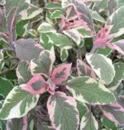 Sauge Officinale Pourpre Bio. Le pot de 2,5 litres