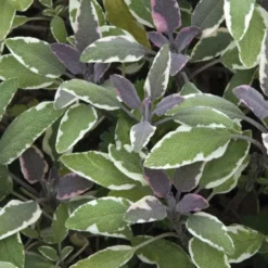 Sauge Officinale Pourpre Bio. Le pot de 2,5 litres