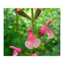 Sauge Salvia x greggi Flamenco Rose - Le pot de 5 litres